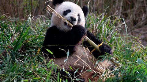 Panda-Dame Meng Meng ist verliebt