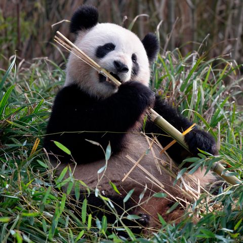 Panda-Dame Meng Meng ist verliebt