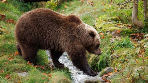 Bei dem Tier in der Slowakei handelte es sich um einen Braunbären wie diesen hier