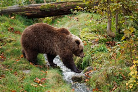Bei dem Tier in der Slowakei handelte es sich um einen Braunbären wie diesen hier