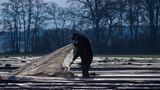 Hohenseeden, Deutschland: Nicht mehr lange, bis der heiß begehrte Spargel gestochen werden kann. Damit die Saison im April wirklich starten kann, bringen die Bauern aktuell Folien auf den Spargelfelder an, um die milden Temperaturen auszugleichen. 