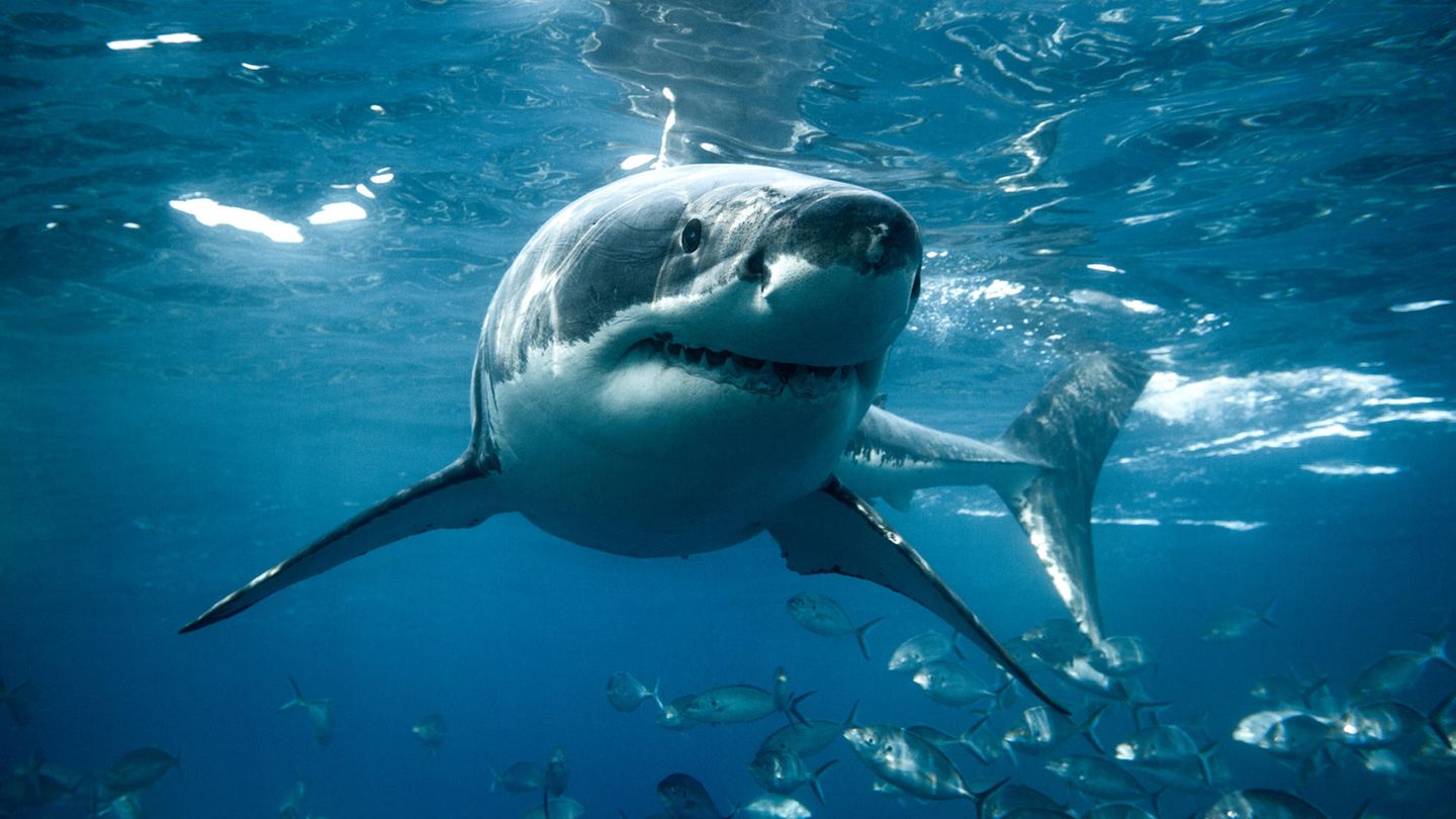 Viele Badegäste fürchten sich vor einem Haiangriff im Meer