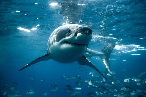 Viele Badegäste fürchten sich vor einem Haiangriff im Meer