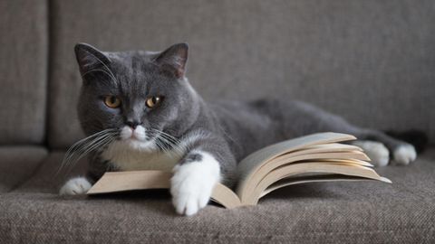 Katze mit Buch