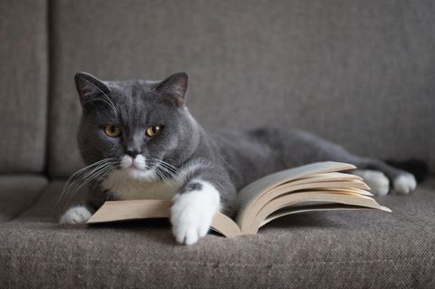 Katze mit Buch