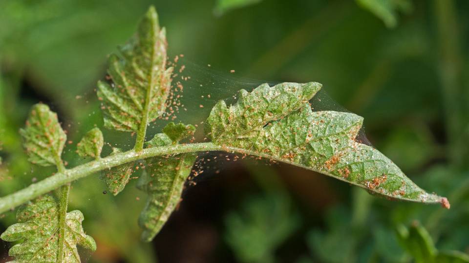 Spinnmilbenbefall auf einer Tomatenernte