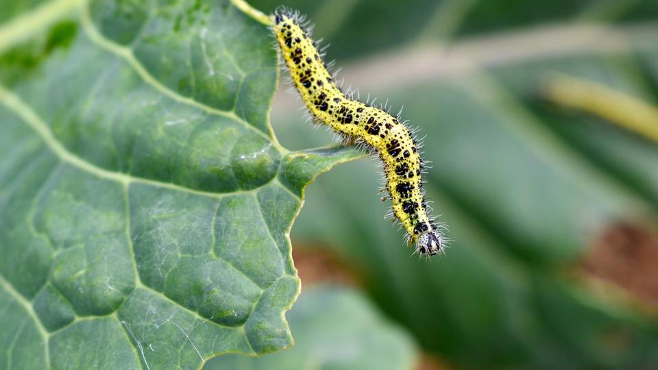 gelber und schwarzer Kohlwurm auf einem grünen Blatt