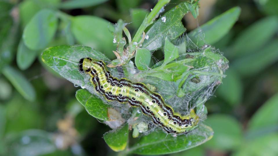 Buchsbaumzünsler Raupen im Garten