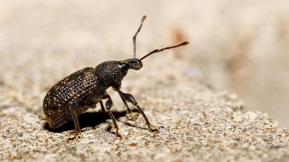 Schwarzer Dickmaulrüssler