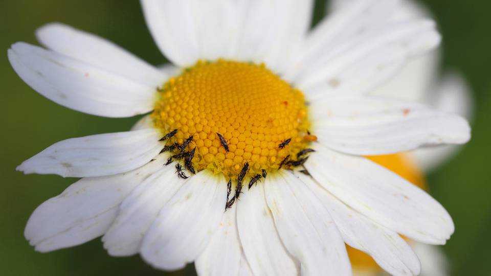 Thripse auf Ochsenaugen-Gänseblümchenblüte