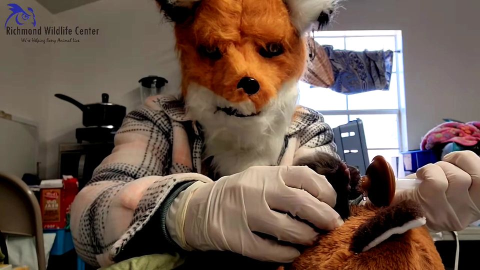 Tierpfleger tragen eine Fuchsmaske, damit sich Fuchs-Baby nicht an Menschen gewöhnt