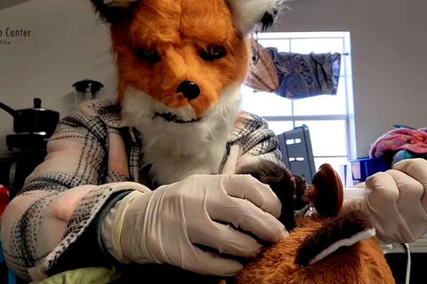 Tierpfleger tragen eine Fuchsmaske, damit sich Fuchs-Baby nicht an Menschen gewöhnt