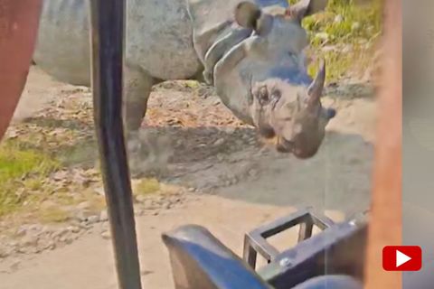 Schock auf Safari: Touristen werden von Nashorn angegriffen