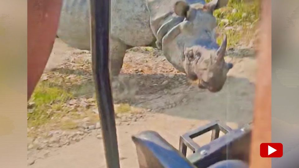 Schock auf Safari: Touristen werden von Nashorn angegriffen