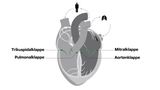 Infografik Herzklappen