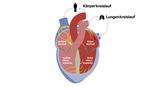 Infografik zum Aufbau des menschlichen Herzens