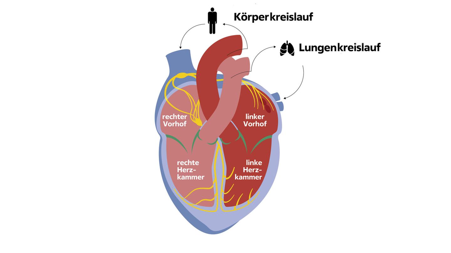 Infografik zum Aufbau des menschlichen Herzens
