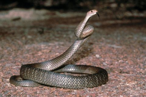 Eine Östliche Braunschlange (Pseudonaja textilis) hebt in Australien ihren Kopf