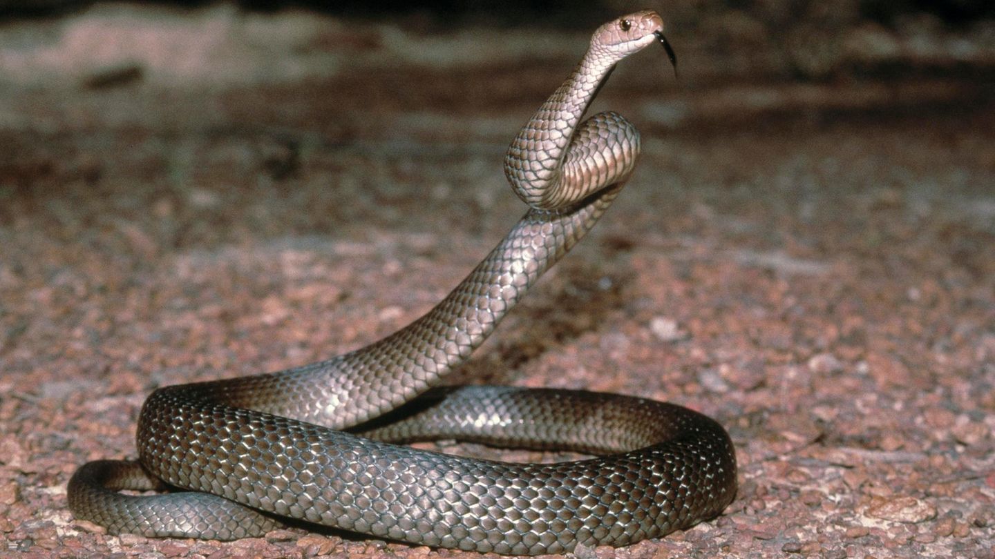 Eine Östliche Braunschlange (Pseudonaja textilis) hebt in Australien ihren Kopf