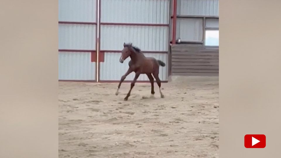 Fohlen Fohlen kommt mit verkrüppelten Beinen auf die Welt – jetzt kann es wieder laufen