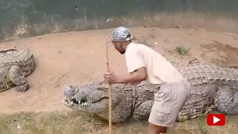 Krokodil schnappt nach Genitalbereich eines Mannes