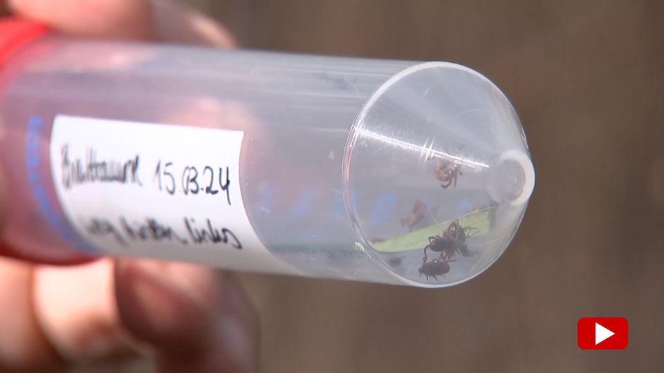 Mehr Zecken durch milden Winter – so können Sie sich schützen