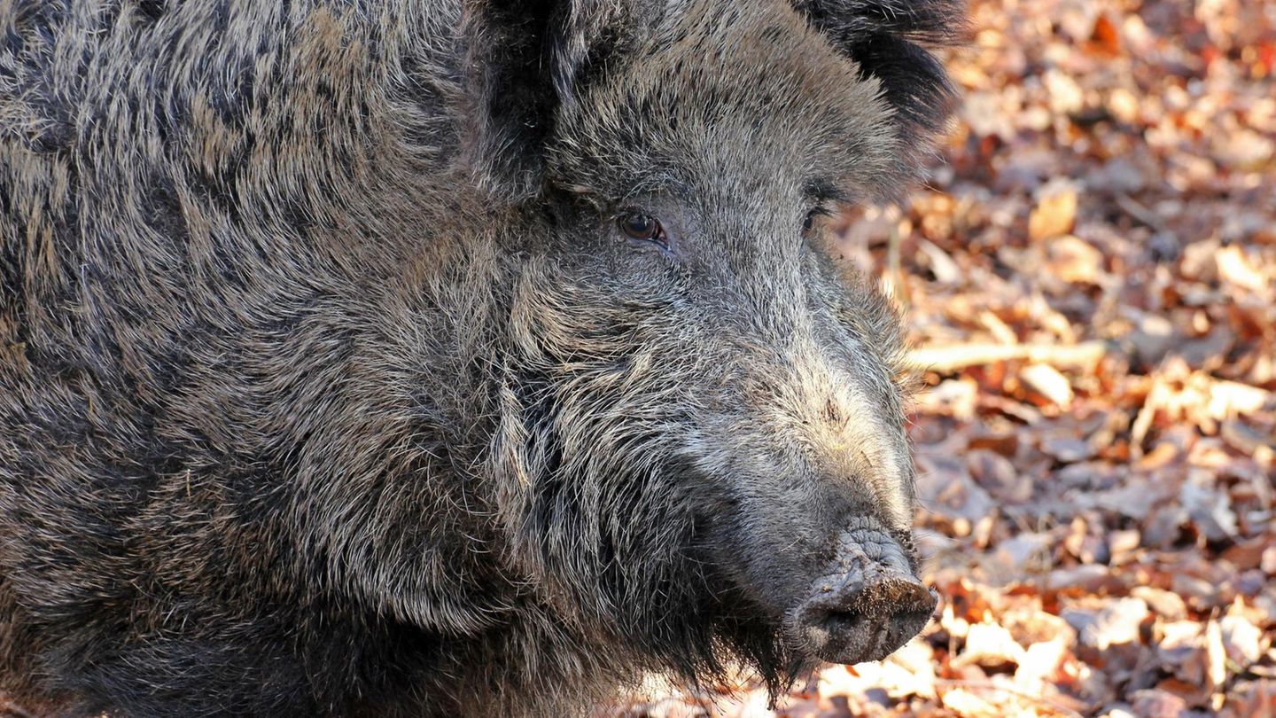 Ein Wildschwein