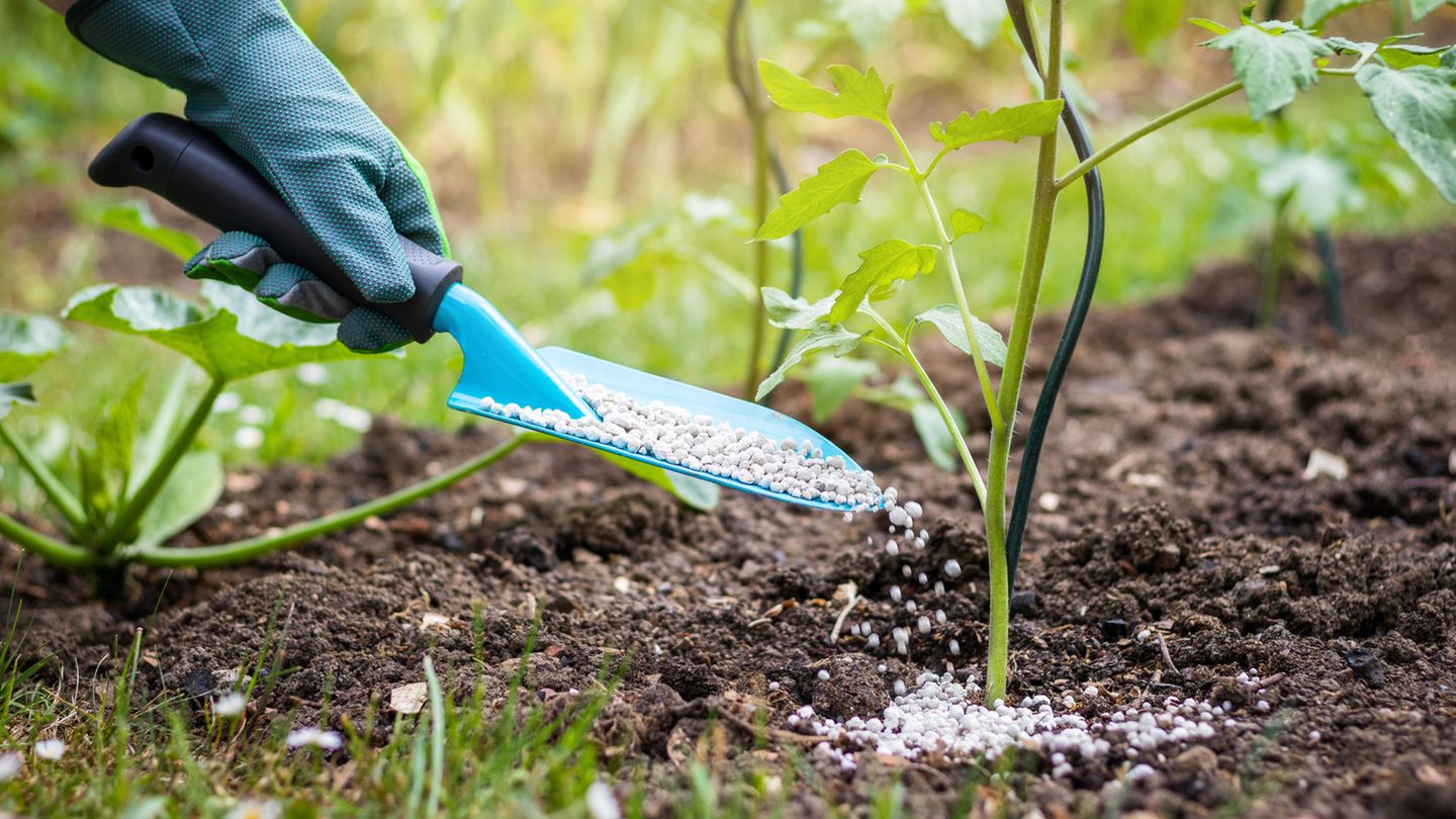 Tomaten düngen Landwirt gibt granulierten Dünger auf junge Tomatenpflanzen