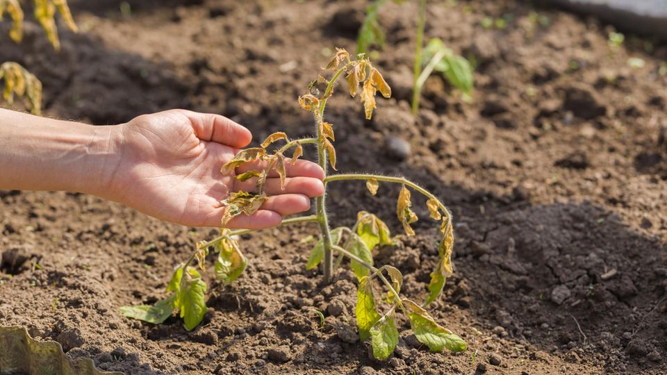 Beschädigte ungeschützte Tomatenpflanze