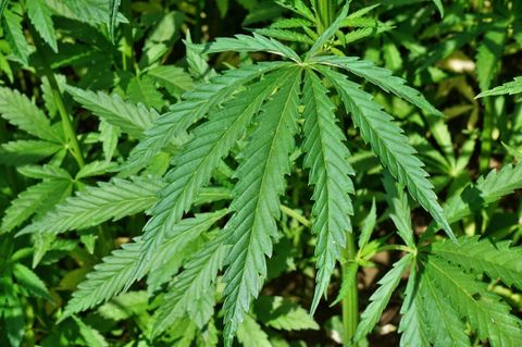 Cannabis-Pflanzen auf einem Feld