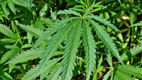 Cannabis-Pflanzen auf einem Feld