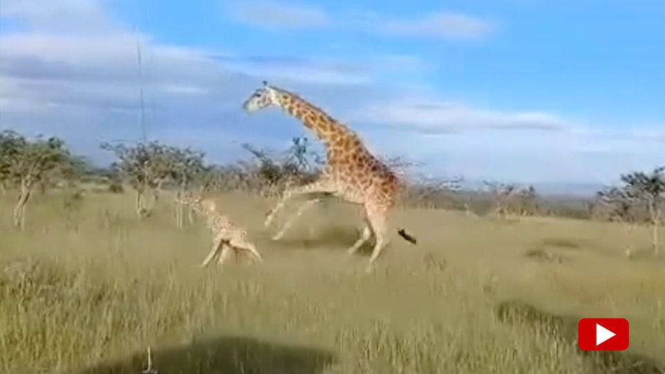 Giraffen-Mama verteidigt ihr zwei Tage altes Baby – und geht brutal auf Löwen los