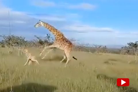 Giraffen-Mama verteidigt ihr zwei Tage altes Baby – und geht brutal auf Löwen los