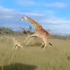 Giraffen-Mama verteidigt ihr zwei Tage altes Baby – und geht brutal auf Löwen los