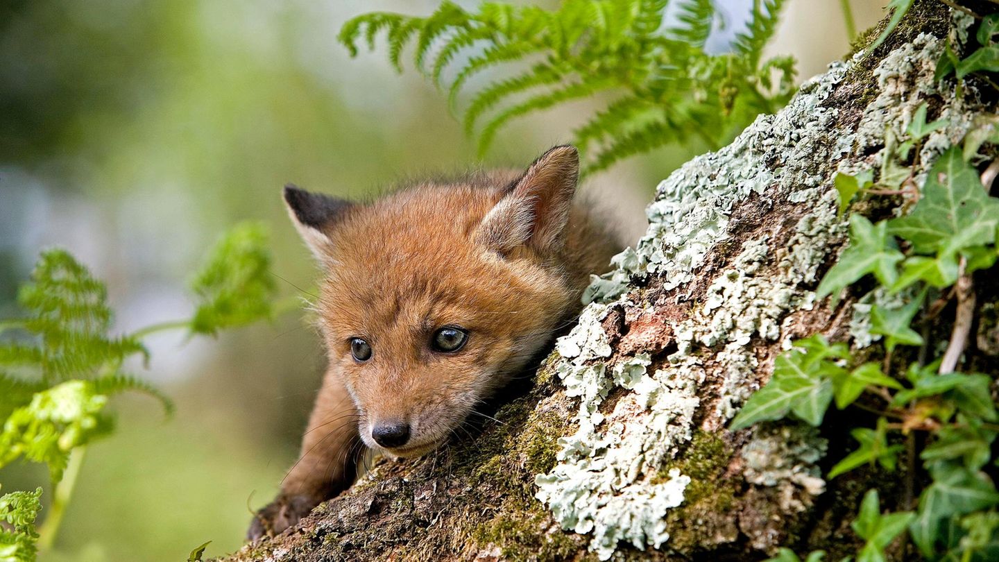 Ein Rotfuchs-Welpe. Osterfeuer sind eine Gefahr für Tiere