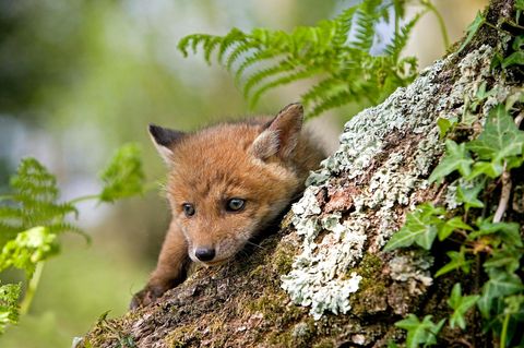 Ein Rotfuchs-Welpe. Osterfeuer sind eine Gefahr für Tiere