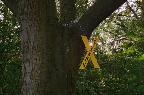 Tag des Waldes: Ein Bild des Waldes im Hamburger Stadtteil Wilhelmsburg