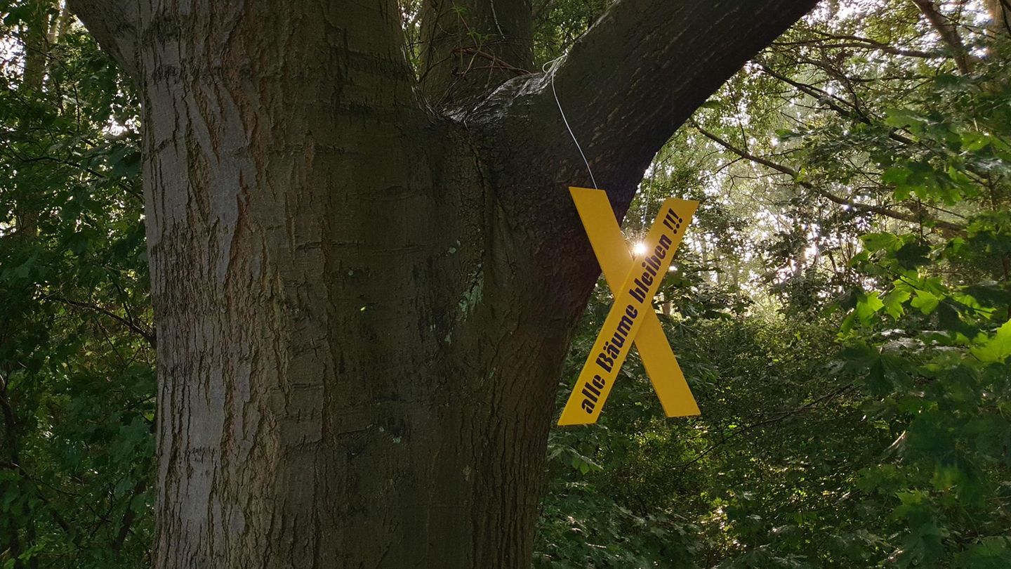 Tag des Waldes: Ein Bild des Waldes im Hamburger Stadtteil Wilhelmsburg