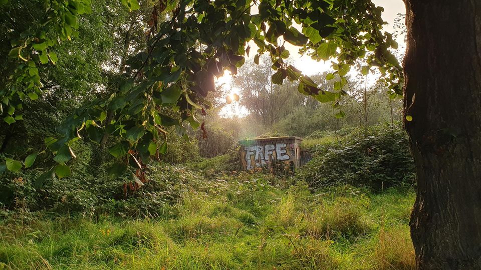 Internationaler Tag des Waldes: In 60 Jahren hat ein Pionierwald nach und nach von der stark verdichteten Stadtfläche Besitz ergriffen In 60 Jahren hat ein Pionierwald nach und nach von der stark verdichteten Stadtfläche Besitz ergriffen