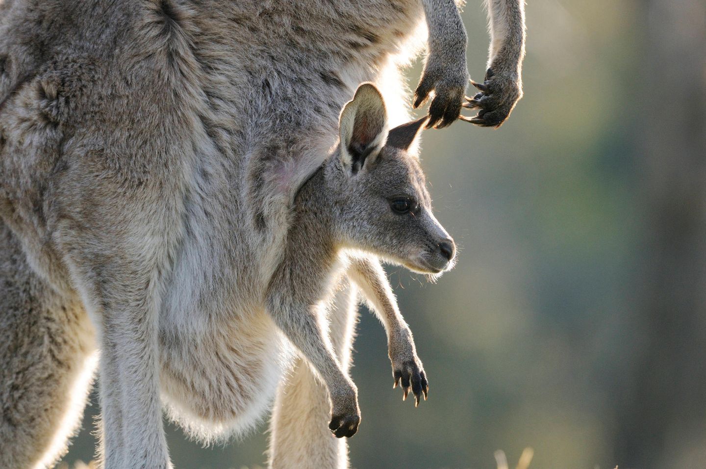 Ein Känguru-Baby schaut aus dem Beutel der Mutter hervor