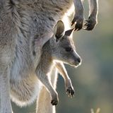 Ein Känguru-Baby schaut aus dem Beutel der Mutter hervor