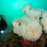 Ein Taucher leuchtet mit eine r Taschenlampe eine Koralle an