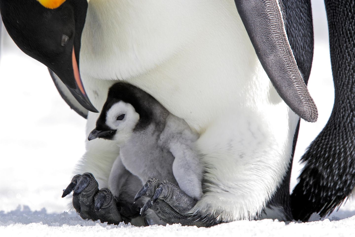 Ein junger Pingiun hockt auf den Füßen eines erwachsenen Pinguins