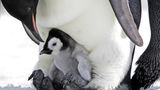 Ein junger Pingiun hockt auf den Füßen eines erwachsenen Pinguins