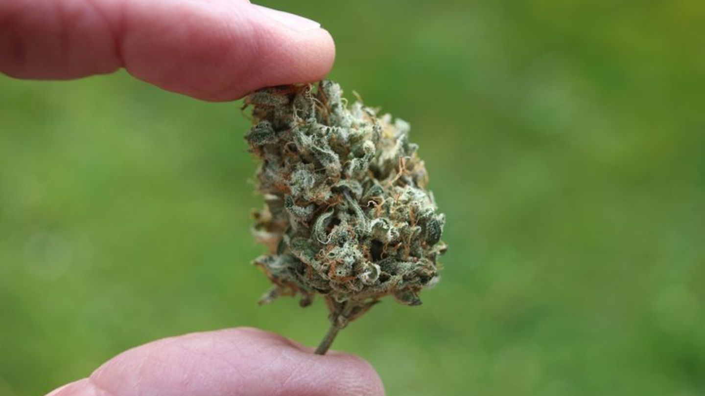 Der Bundestag hat die kontrollierte Freigabe von Cannabis zum 1. April beschlossen.