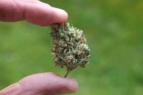 Der Bundestag hat die kontrollierte Freigabe von Cannabis zum 1. April beschlossen.