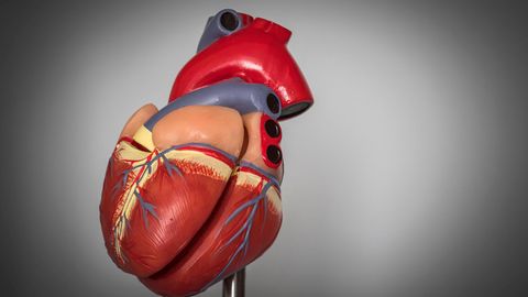 Kunststoffmodell eines menschlichen Herzens