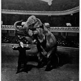1918 ließ er im New Yorker "Hippodrome" die Elefantendame "Jennie" verschwinden.