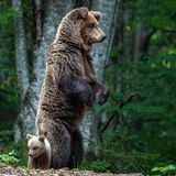Mutterbär steht im Wald auf den Hinterbeinenmit ihrem Jungen