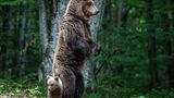 Mutterbär steht im Wald auf den Hinterbeinenmit ihrem Jungen